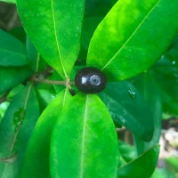 Coffea travancorensis Wight & Arn.